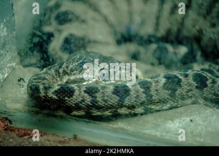 Amazonlan Tree Boa Snake ist eine nicht giftige Schlange, die in Südamerika gefunden wird. Stockfoto