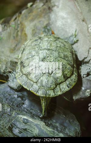 Trachemys scripta ist auf einem Felsen EINE Süßwasserschildkröte ist in Nordamerika heimisch. Stockfoto