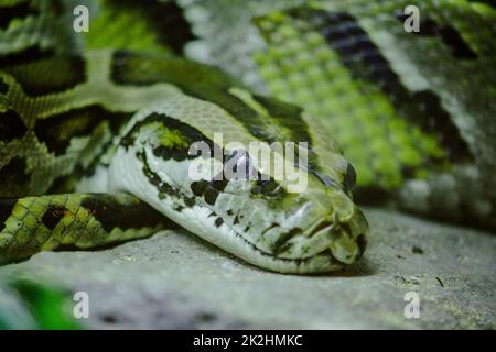 Python's Eye reticulatus sieht beängstigend aus und ist die längste Schlange der Welt Stockfoto