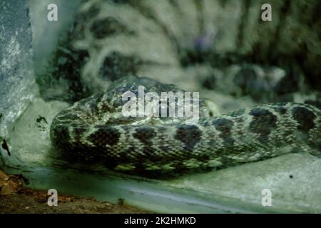 Amazonlan Tree Boa Snake ist eine nicht giftige Schlange, die in Südamerika gefunden wird. Stockfoto