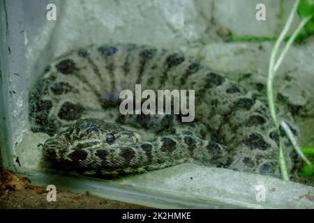 Amazonlan Tree Boa Snake ist eine nicht giftige Schlange, die in Südamerika gefunden wird. Stockfoto