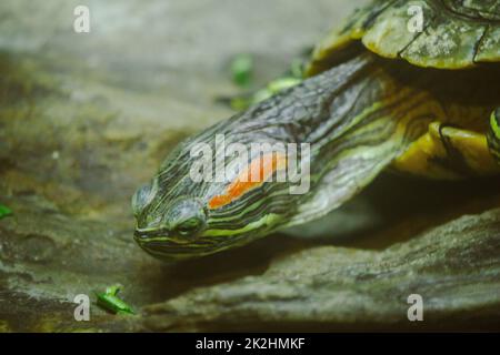 Trachemys scripta ist auf einem Felsen EINE Süßwasserschildkröte ist in Nordamerika heimisch. Stockfoto