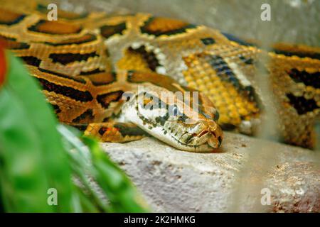 Python's Eye reticulatus sieht beängstigend aus und ist die längste Schlange der Welt Stockfoto