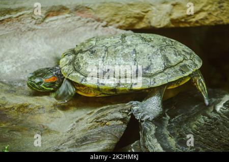 Trachemys scripta ist auf einem Felsen EINE Süßwasserschildkröte ist in Nordamerika heimisch. Stockfoto