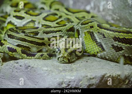 Python's Eye reticulatus sieht beängstigend aus und ist die längste Schlange der Welt Stockfoto