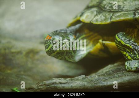 Trachemys scripta ist auf einem Felsen EINE Süßwasserschildkröte ist in Nordamerika heimisch. Stockfoto