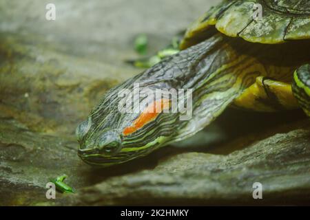 Trachemys scripta ist auf einem Felsen EINE Süßwasserschildkröte ist in Nordamerika heimisch. Stockfoto