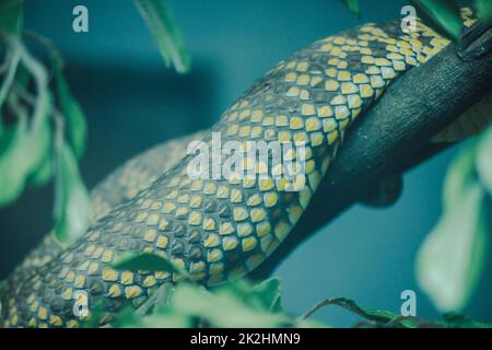 Die Haut der Mangrovenviper ist gelb mit schwarzen Flecken und ziemlich verteilt. Stockfoto