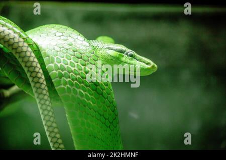 Gonyosoma oxycapalum, grüner Körper und Kopf und Körper und hat eine blaue zweispitzige Zunge Stockfoto