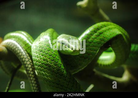 Gonyosoma oxycapalum, grüner Körper und Kopf und Körper und hat eine blaue zweispitzige Zunge Stockfoto