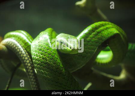 Gonyosoma oxycapalum, grüner Körper und Kopf und Körper und hat eine blaue zweispitzige Zunge Stockfoto