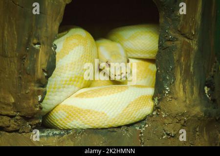 Malayopython reticulatus ist ein großer und schöner Körper. Glitzernder goldgelber Kopf schläft still Stockfoto