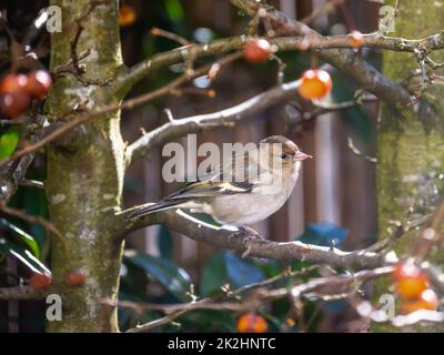 Weiblicher Spießvogel, der in einem Apfelbaum sitzt Stockfoto