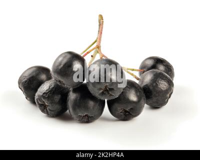 Aronia (apfelbeere) Früchte auf Schaft, auf weißem Hintergrund. Stockfoto