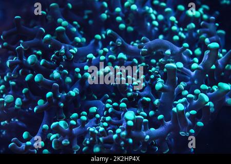 Unterwasser Foto, in der Nähe von Blue Coral emiting fluoreszierendes Licht im Dunkeln. Abstrakte marine Hintergrund. Stockfoto