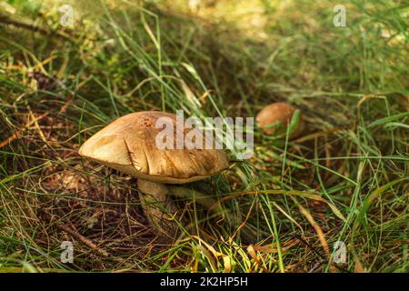 Grobe entrappt bolete (Leccinum scabrum Scaber Stiel/) wachsen in der Sonne leuchtet Gras Stockfoto