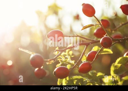 Hagebutten auf einem Busch Zweige, Soft Focus in starke Herbst Sonne zurück. Stockfoto