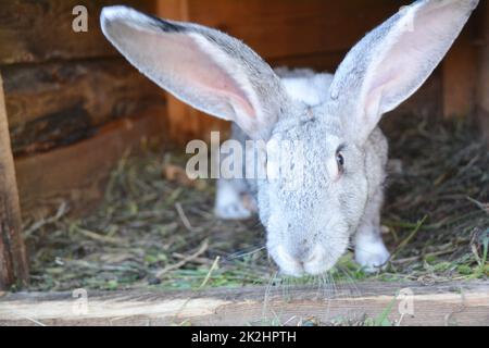 Kaninchen zu Hause im Kaninchenkäfig züchten. Stockfoto