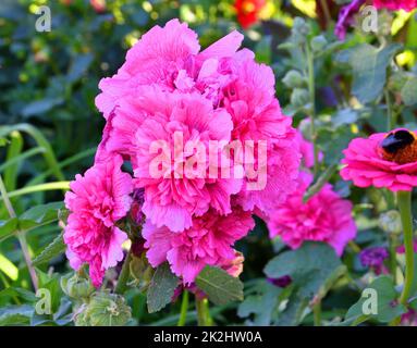 Frottierrose (Lat. Alcea rosea) oder Mallow von blassrosa Farbe Stockfoto