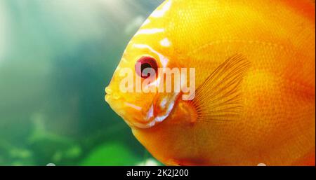 Das Gesicht des roten Diskus. Aufnahme eines roten Diskus in einem Süßwasserfischbecken. Stockfoto