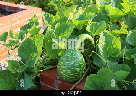 Kleiner junger grüner flaschenförmiger lagenaria-Kürbis im Garten Stockfoto