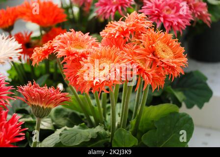 Orange Gerbera Gänseblümchen. Gerbera Pflanze im Topf auf dem Tisch. Volle Blüte. Stockfoto