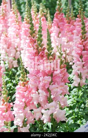 Farbenfrohes Snapdragon (Antirrhinum majus) blüht im Gartenhintergrund mit selektivem Fokus Stockfoto