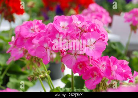 Pelargonium – Geraniumblumen mit ihren schönen Blütendetails im Garten Stockfoto