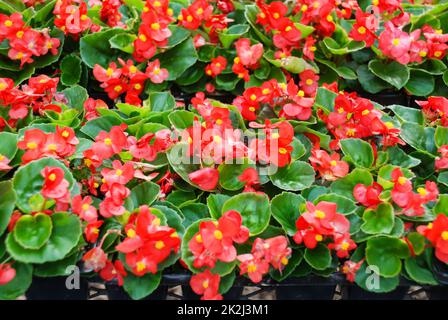 Begonias, semperflorens begonias, im Garten, Topfbettelrot Stockfoto