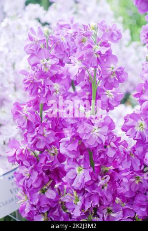 Matthiola-Incana-Blume, Blumen streicheln, Schnittblumen im Kinderzimmer, volle Blüte Stockfoto