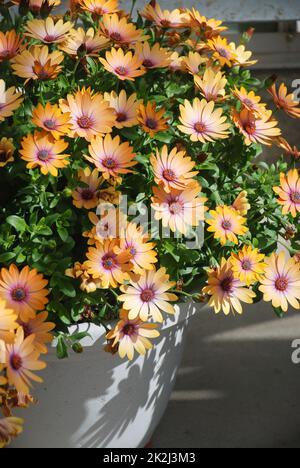 Hellorange-violette osteospermum- oder Dimorphotheca-Blüten, lachsfarbene Blüten Stockfoto