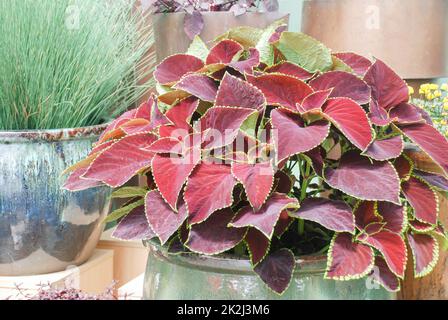 Rote Blätter Coleuspflanze, Plectranthus scutellarioides, Topfpflanze Stockfoto