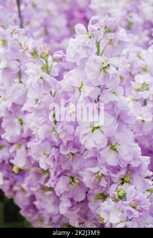 Matthiola-Incana-Blume, Blumen streicheln, Schnittblumen im Kinderzimmer, volle Blüte Stockfoto