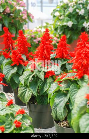 Rote Salvia blüht voll, rote Blumenpflanzen in der schwarzen Schale Stockfoto