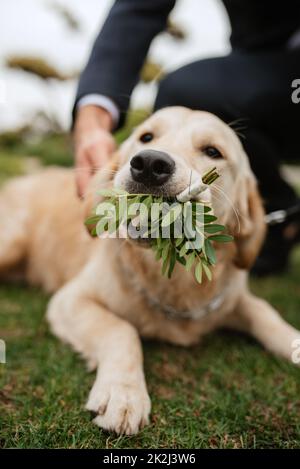 golden Retriever-Hund auf einer Hochzeit Stockfoto