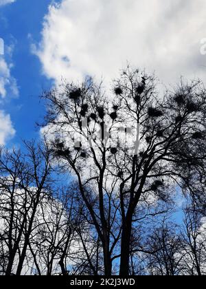 Krähen nisten in einem Baum Stockfoto