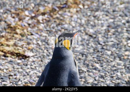 König-Pinguin am Strand von Martillo Island, Ushuaia Stockfoto