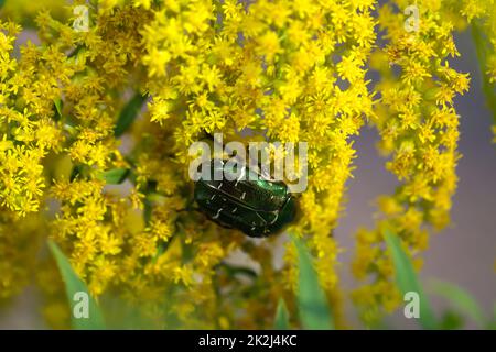 Nahaufnahme eines Rosebay-Käfers auf einer Wiesenpflanze. Stockfoto