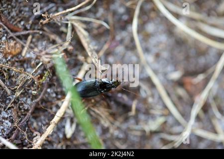 Ein brauner Weithals-Käfer, bläulich-schwarz, länglicher Käfer im Sand. Stockfoto