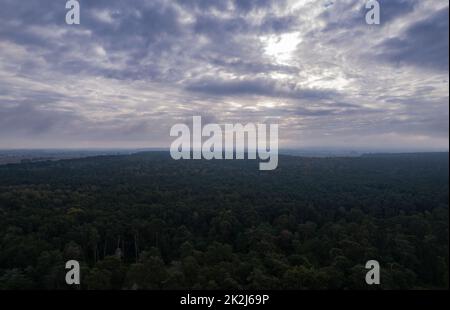 Wolkiger Morgenhimmel und dichter Wald von oben gesehen, Drohnenfoto Stockfoto
