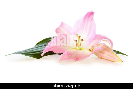 Wundervolle rosa Lily mit einer Knospe isoliert auf weißem Hintergrund, einschließlich Schneideweg ohne Schatten. Stockfoto