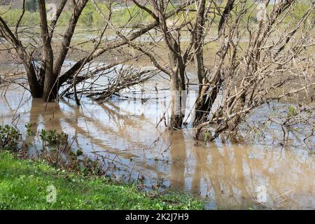 Die Mosel überflutete Teile der Stadt Trier, Klimawandel, Deutschland, Bäume im Wasser, Umweltprobleme, starke Regenfälle verursachen einen Anstieg des Wasserspiegels Stockfoto