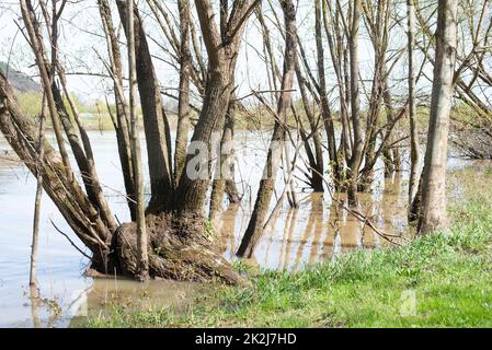 Die Mosel überflutete Teile der Stadt Trier, Klimawandel, Deutschland, Bäume im Wasser, Umweltprobleme, starke Regenfälle verursachen einen Anstieg des Wasserspiegels Stockfoto