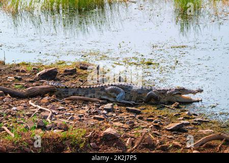 Snub Noed Marsh Krokodil Räuber Krokodil Crocodylus palustris Stockfoto