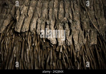 Wurzel und Stamm des livistona-Palmenhintergrundes Stockfoto