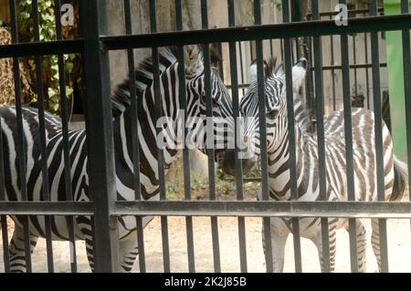 Tiere in Gefangenschaft. Weiße Streifen Zebra im Käfig im Alipur Zoologischen Garten, Kalkutta, Westbengalen, Indien Südasien. Stockfoto