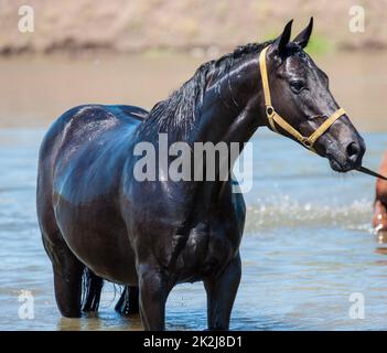 Pferde am Wasserloch Stockfoto