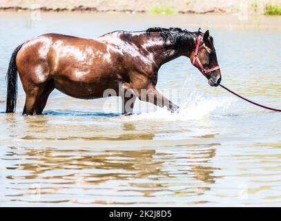 Pferde am Wasserloch Stockfoto
