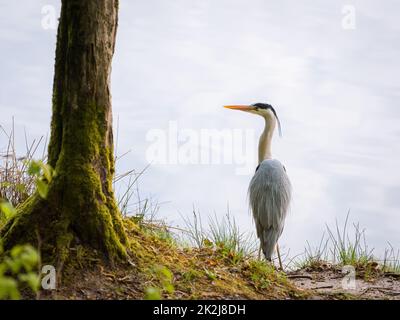 Großer Blaureiher am Ufer Stockfoto