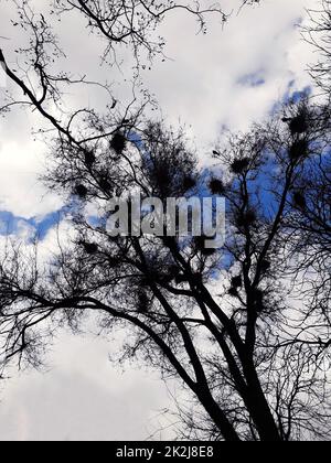 Krähen nisten in einem Baum Stockfoto